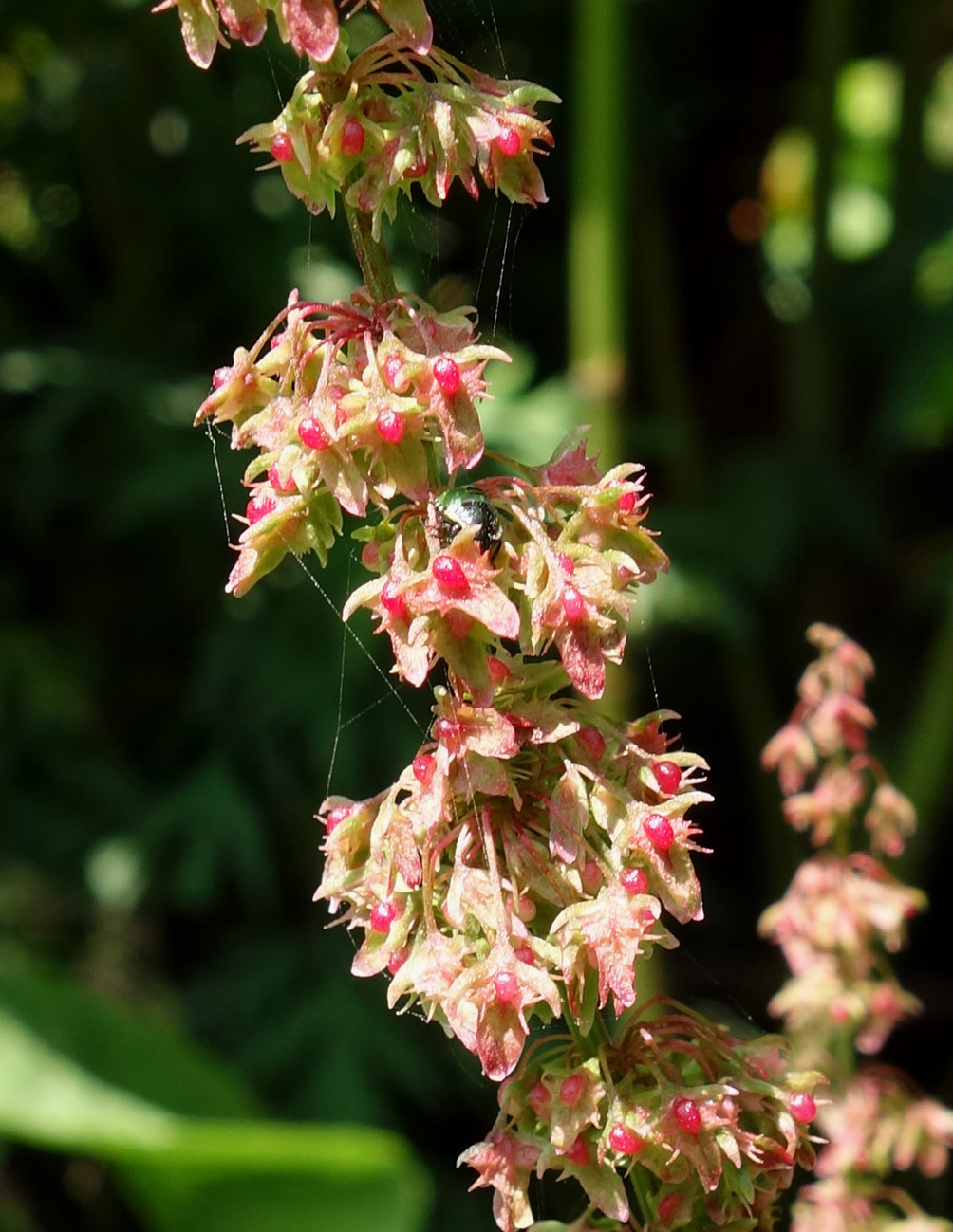 Image of Rumex obtusifolius specimen.