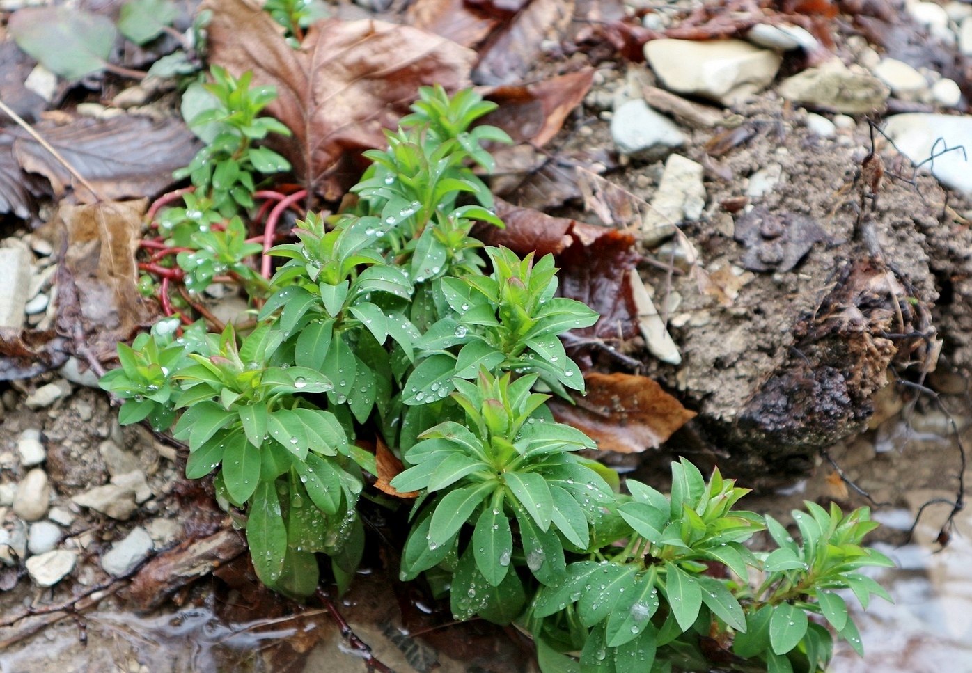 Image of Euphorbia stricta specimen.