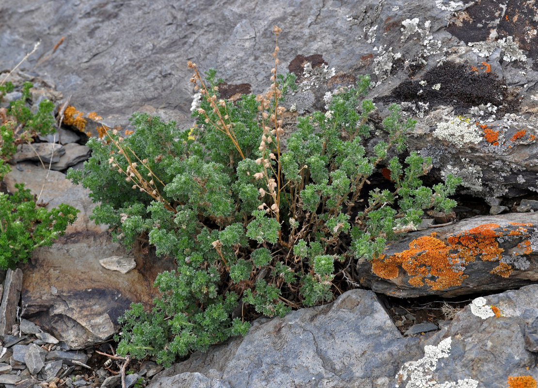 Image of Artemisia frigida specimen.