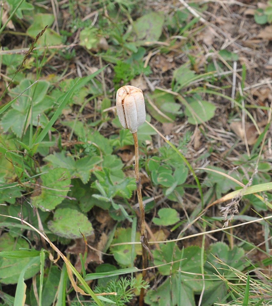 Изображение особи Fritillaria ophioglossifolia.