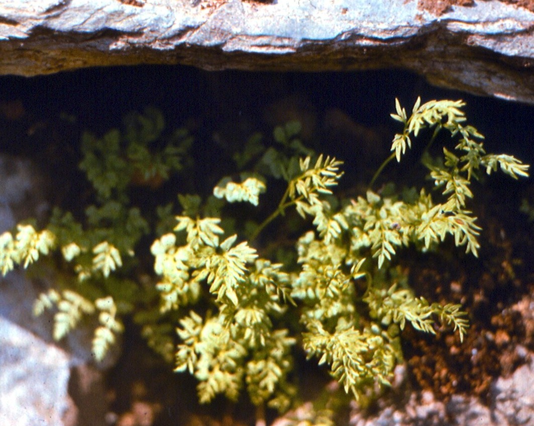 Image of Cryptogramma crispa specimen.