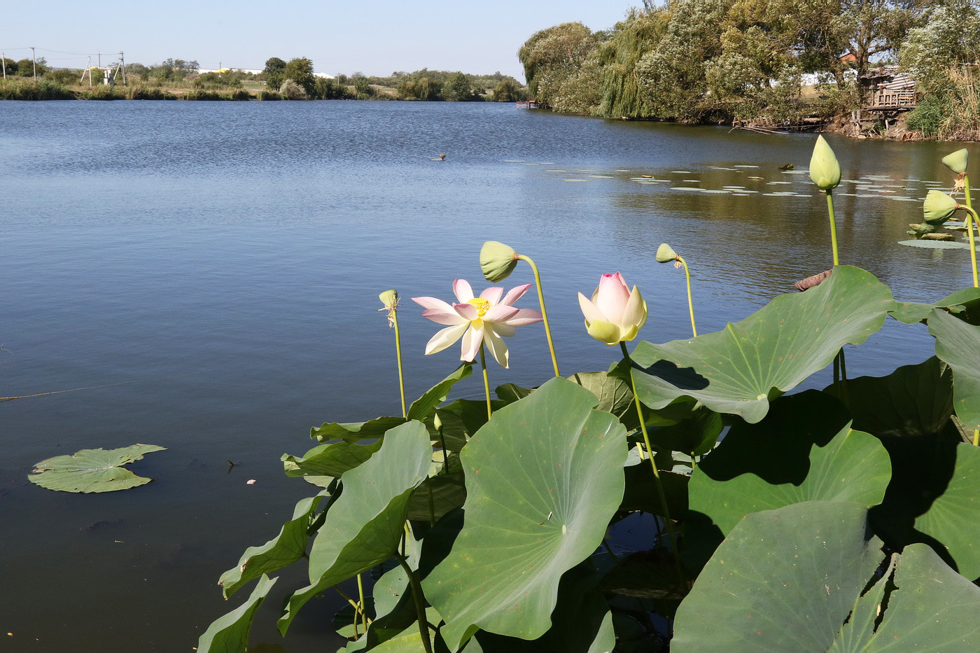 Image of Nelumbo caspica specimen.