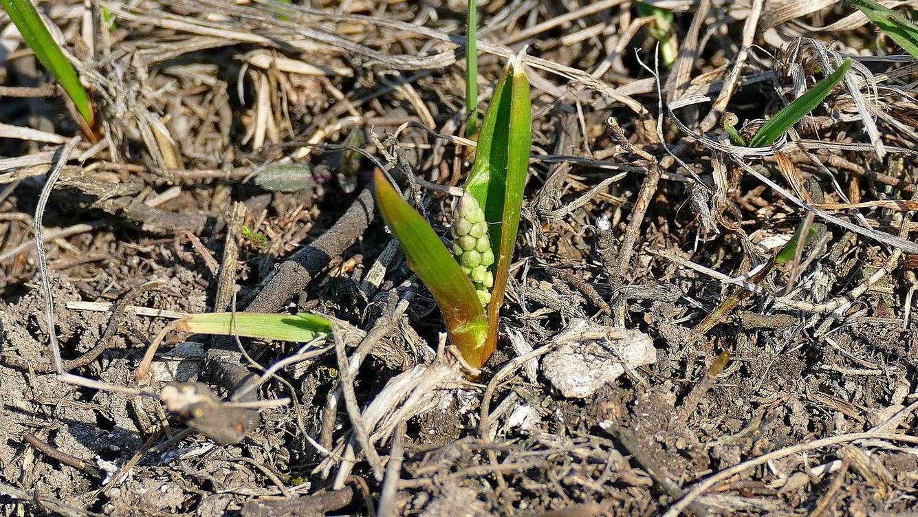 Изображение особи Hyacinthella leucophaea.