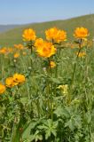 Trollius altaicus