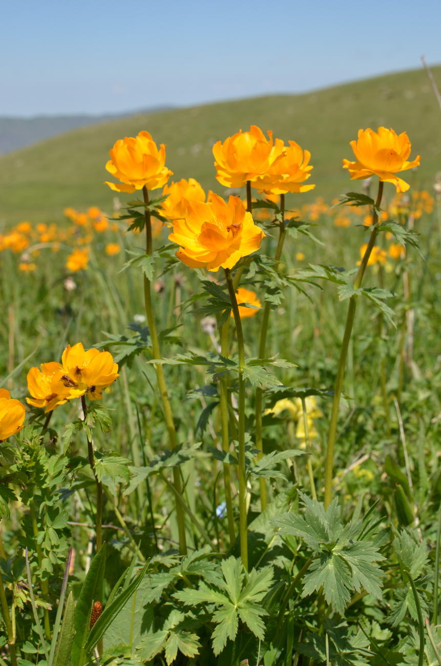 Изображение особи Trollius altaicus.