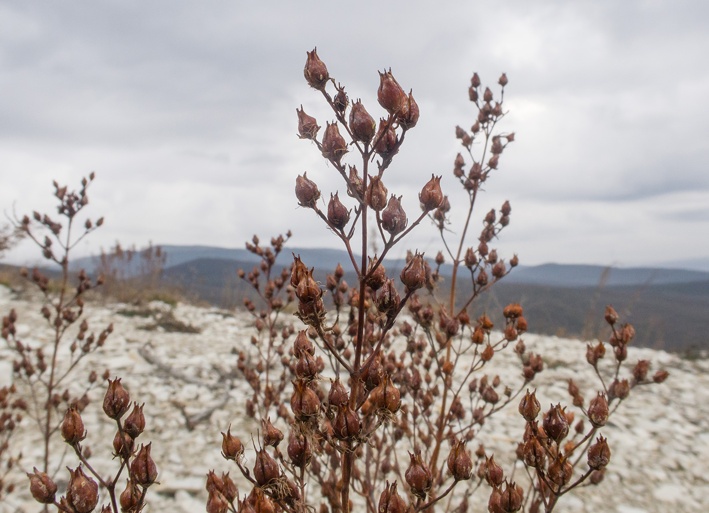 Image of Hypericum lydium specimen.