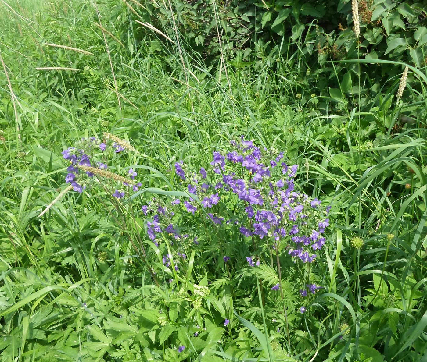 Image of Polemonium caeruleum specimen.