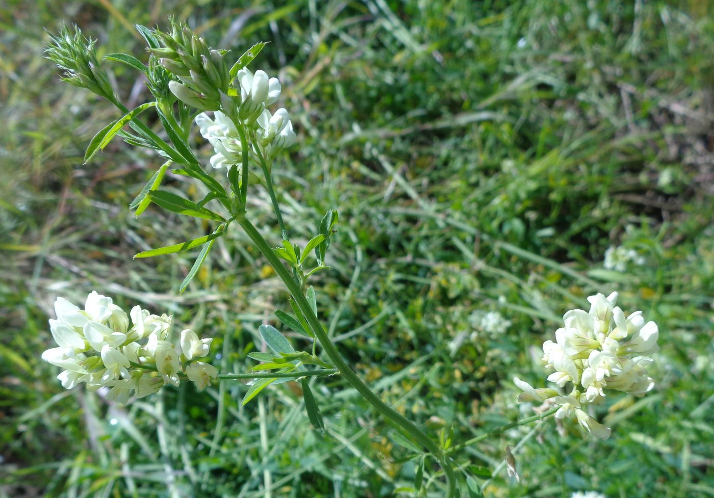 Image of Medicago &times; varia specimen.