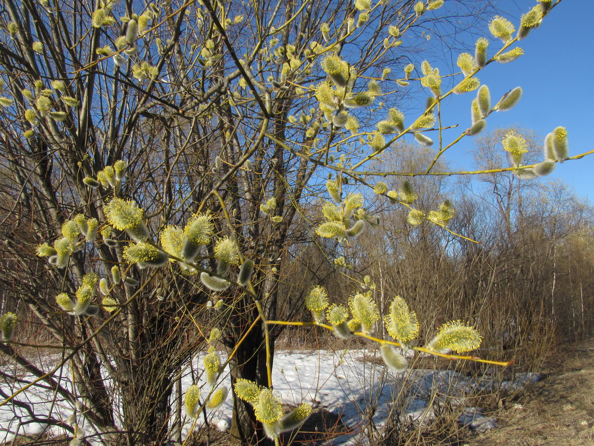 Image of Salix rorida specimen.