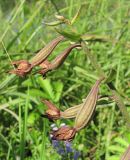 Epipactis palustris. Верхушка плодоносящего растения. Архангельская обл., Вельский р-н, окр. пос. Усть-Шоноша, берег р. Вель. 18 июля 2010 г.