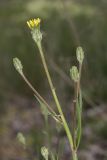 Scorzonera laciniata