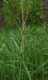 Carex acutiformis