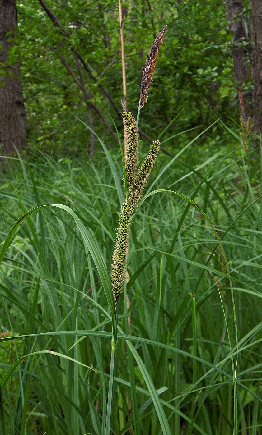 Изображение особи Carex acutiformis.