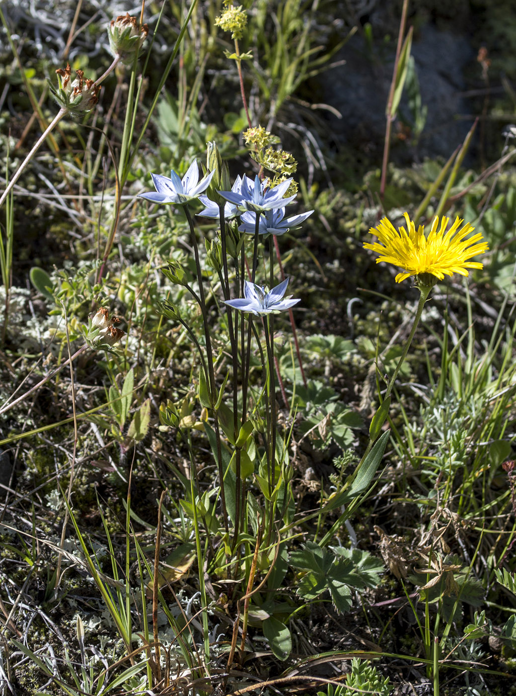 Изображение особи Lomatogonium carinthiacum.