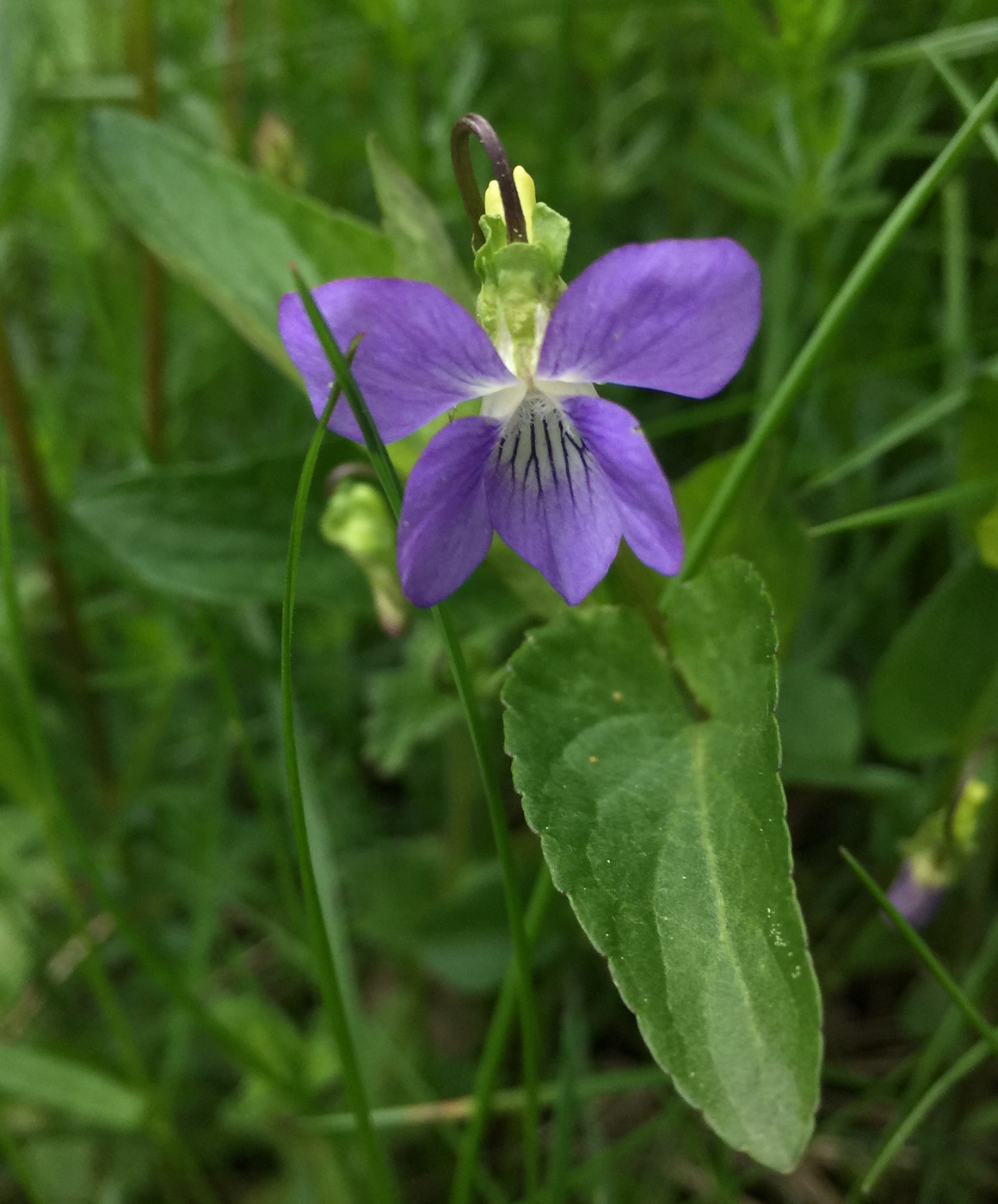 Image of Viola canina specimen.