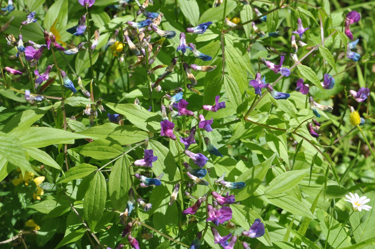 Изображение особи Lathyrus vernus.