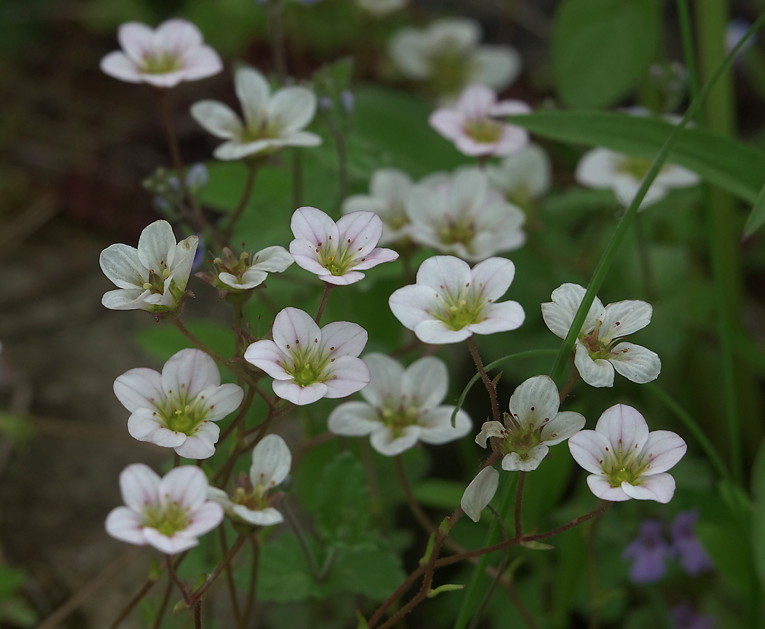 Image of Saxifraga &times; arendsii specimen.