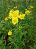 Inula japonica. Верхушка цветущего растения. Хабаровский край, окр. с. Галкино, в полосе между дорогой и лесом. 22.07.2019.