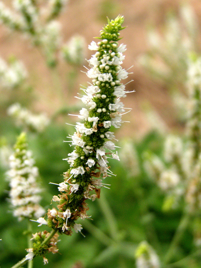 Image of Mentha suaveolens specimen.