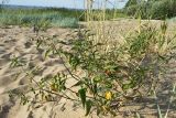 Solanum dulcamara