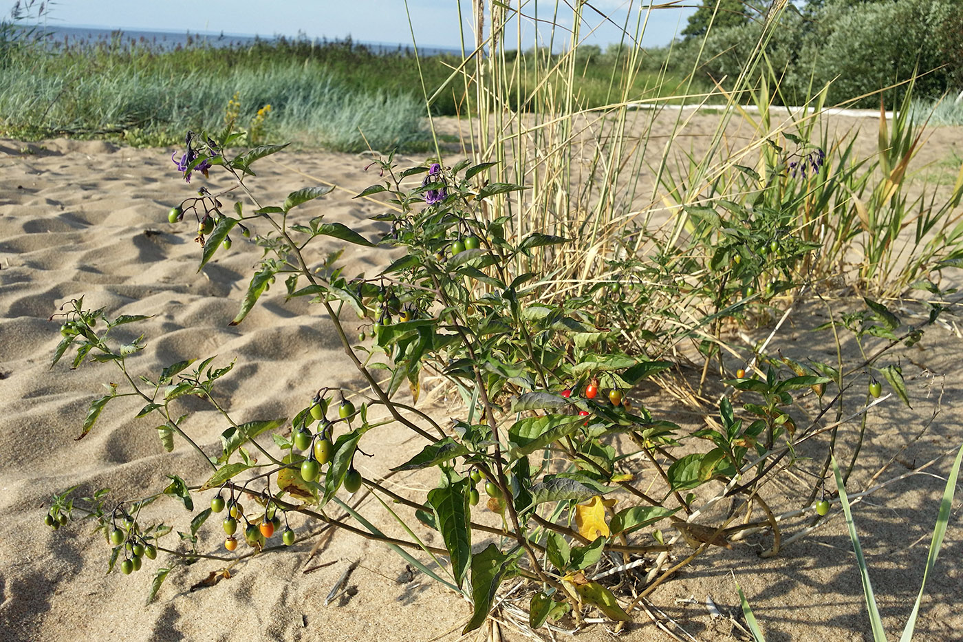 Изображение особи Solanum dulcamara.