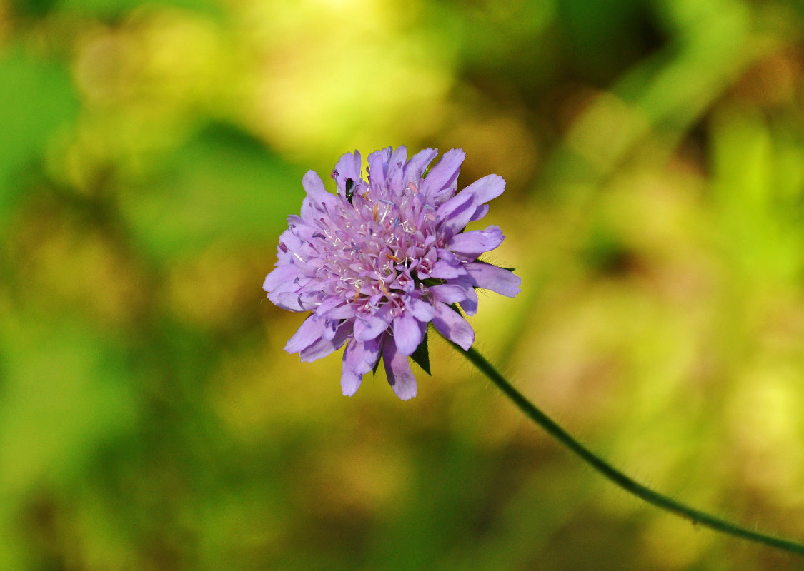 Image of Knautia arvensis specimen.