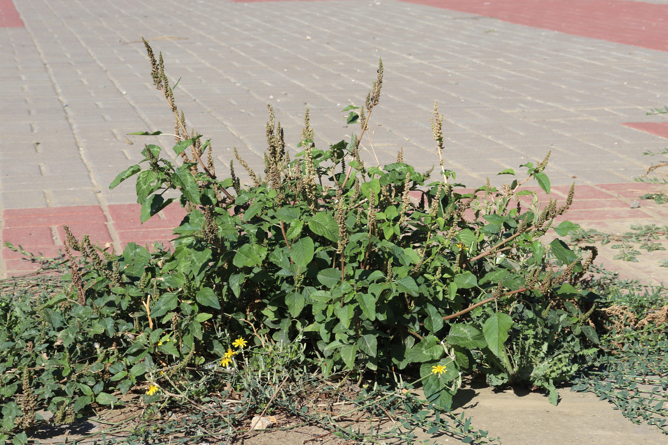 Изображение особи Amaranthus viridis.