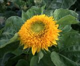 Helianthus annuus. Соцветие и листья на верхушке растения (культивар \"Медвежонок\"). Московская обл., Раменский р-н, окр. дер. Хрипань, садовый участок. 20.08.2020.