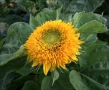 Helianthus annuus