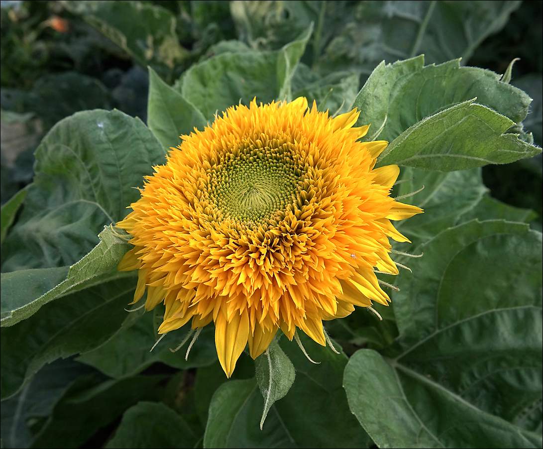 Изображение особи Helianthus annuus.