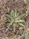 Taraxacum serotinum. Вегетирующие растения. Украина, г. Запорожье, восточная окраина, долина р. Мокрая Московка, левый берег, разнотравная степь недалеко от железнодорожного моста. 10.10.2020.