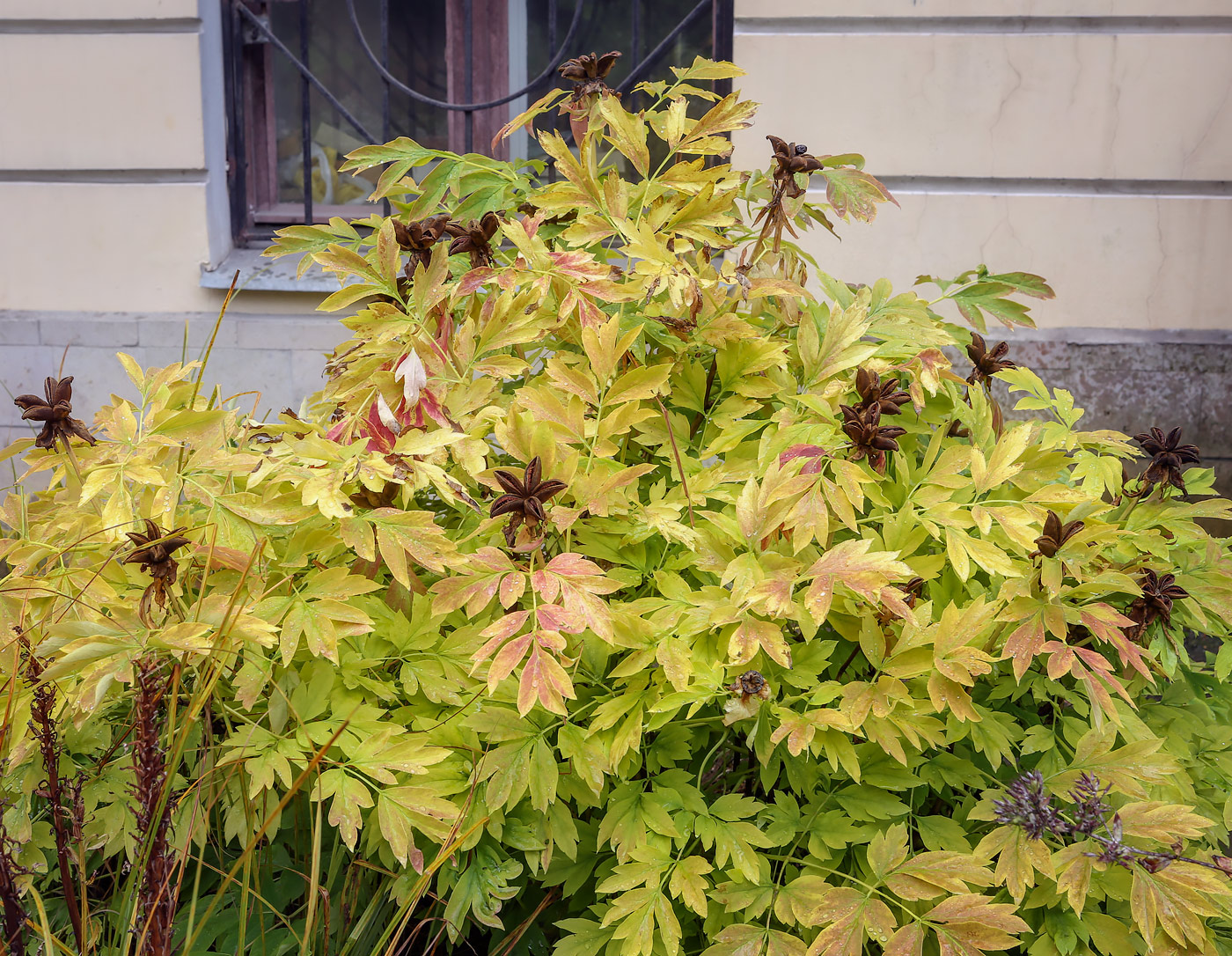 Image of Paeonia suffruticosa specimen.