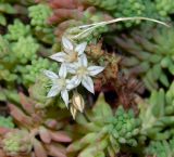 Sedum subspecies bithynicum