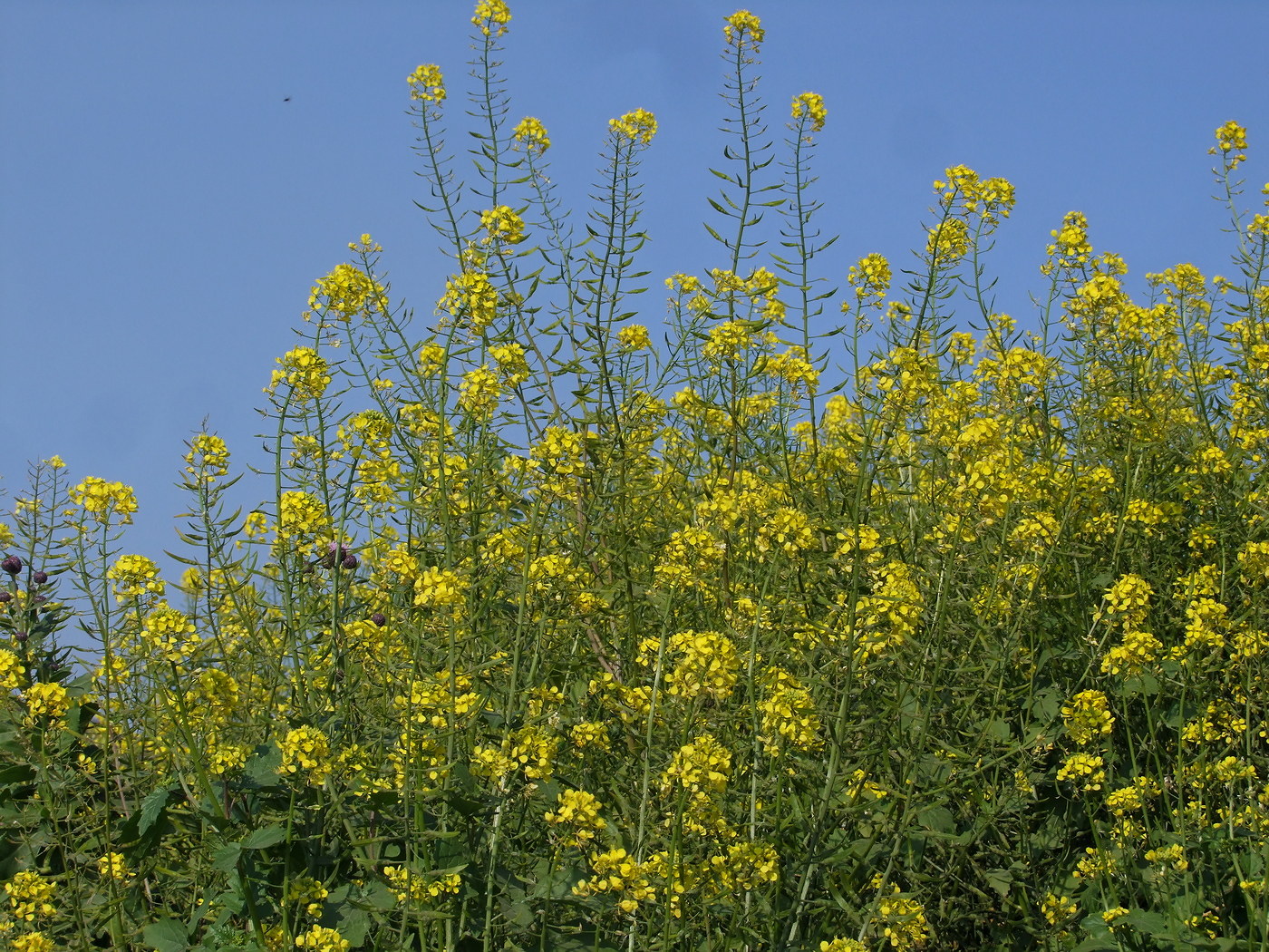 Image of Sinapis alba specimen.