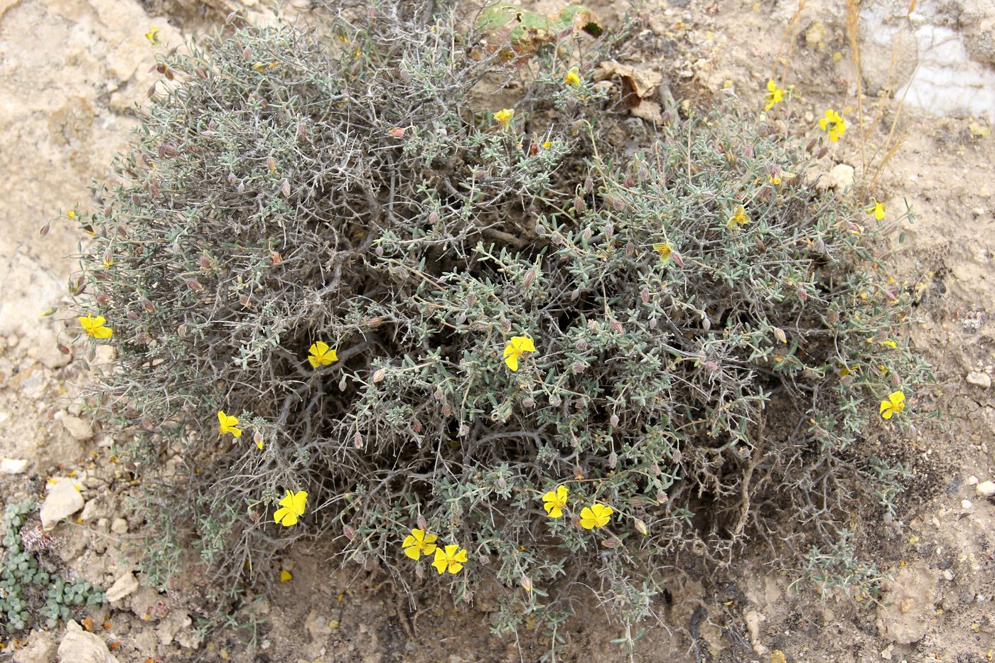 Image of Helianthemum songaricum specimen.