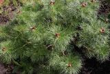 Paeonia tenuifolia