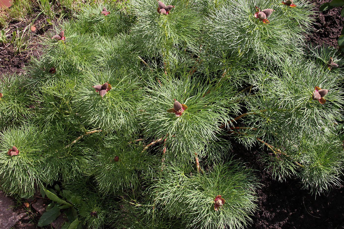 Image of Paeonia tenuifolia specimen.