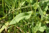 Inula britannica