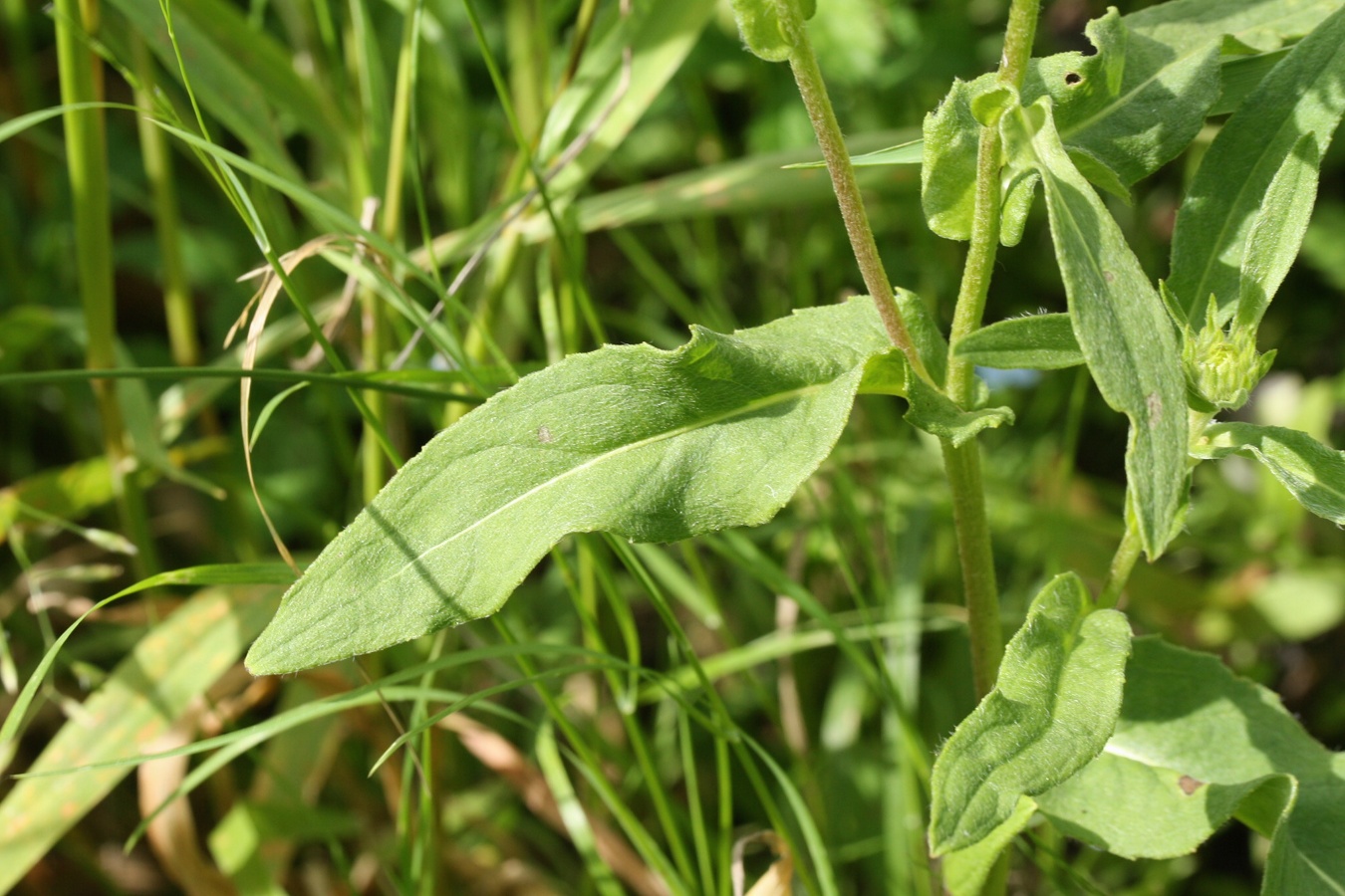 Изображение особи Inula britannica.