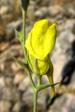 Linaria genistifolia подвид dalmatica. Цветок. Хорватия, Дубровник, гора Srd, травянистый склон с одиночными кустарниками. 28 августа 2010 г.