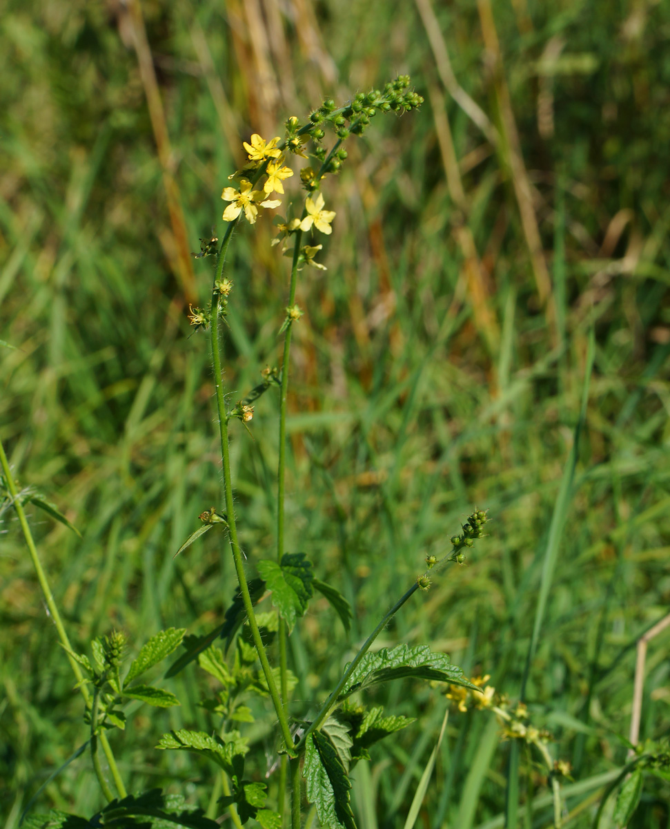 Image of Agrimonia eupatoria specimen.