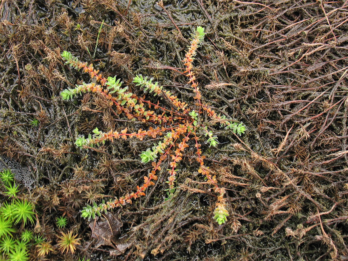 Изображение особи Illecebrum verticillatum.