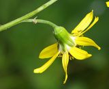 Image of taxon representative. Author is Вера Волкотруб