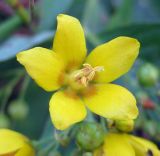 Lysimachia vulgaris