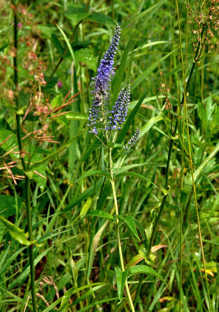 Изображение особи Veronica longifolia.