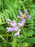 Astragalus danicus