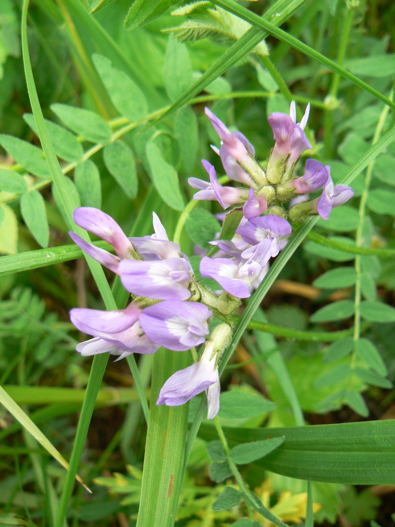 Изображение особи Astragalus danicus.