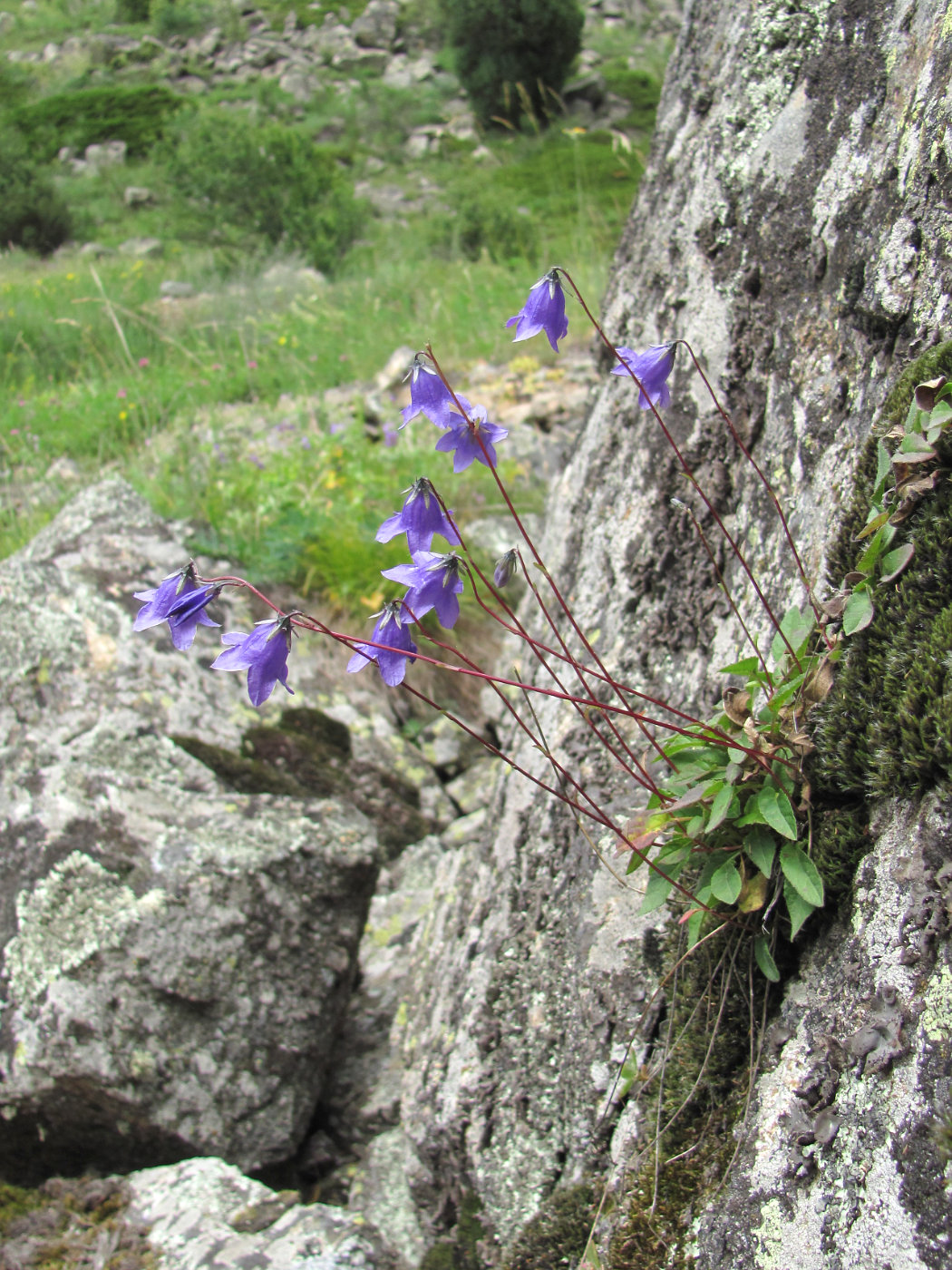 Изображение особи род Campanula.