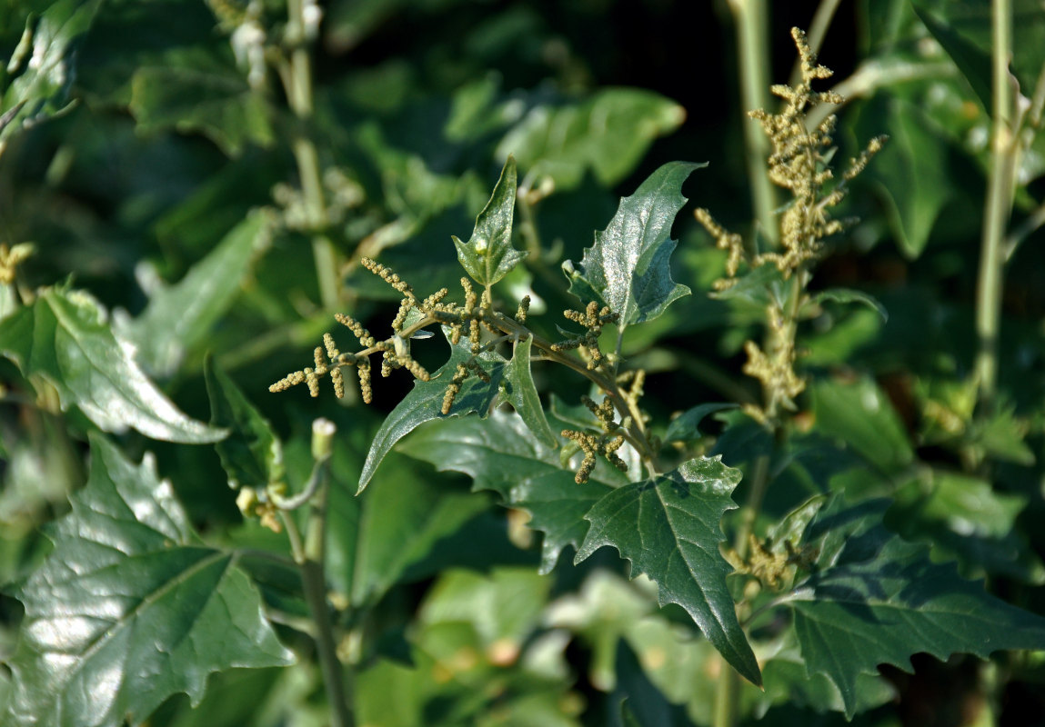 Image of Atriplex sagittata specimen.