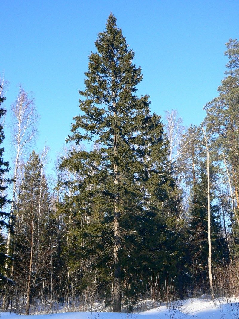 Image of Picea abies specimen.